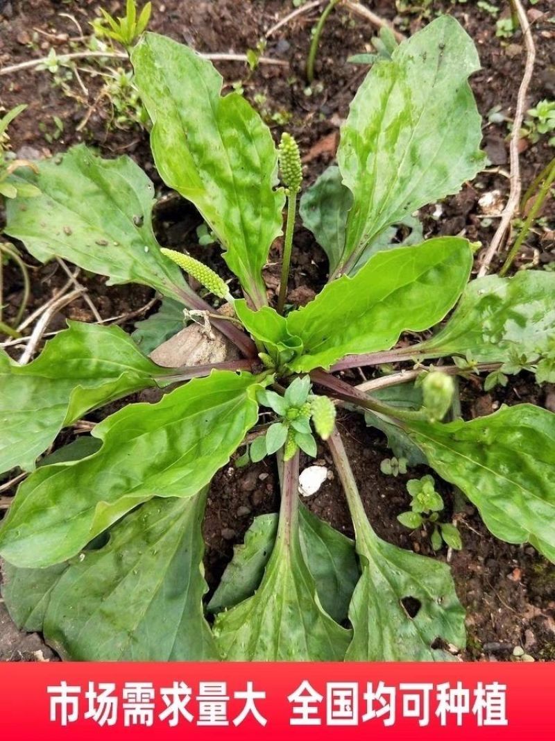 车前草种子，食用野菜种籽中药材车轮菜籽野生车前子四季蔬菜