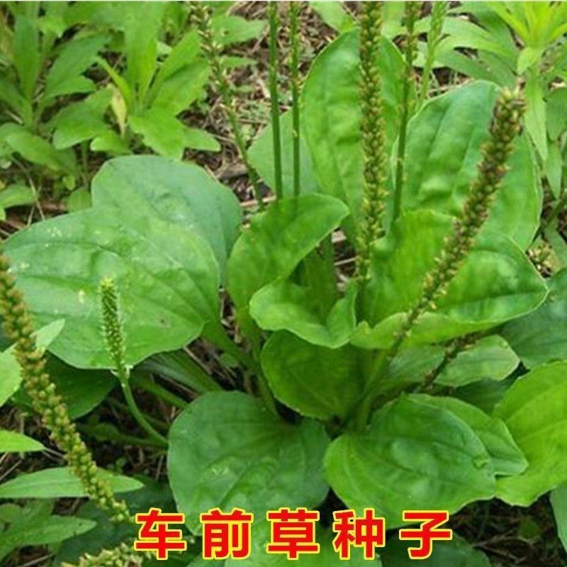 车前草种子，食用野菜种籽中药材车轮菜籽野生车前子四季蔬菜
