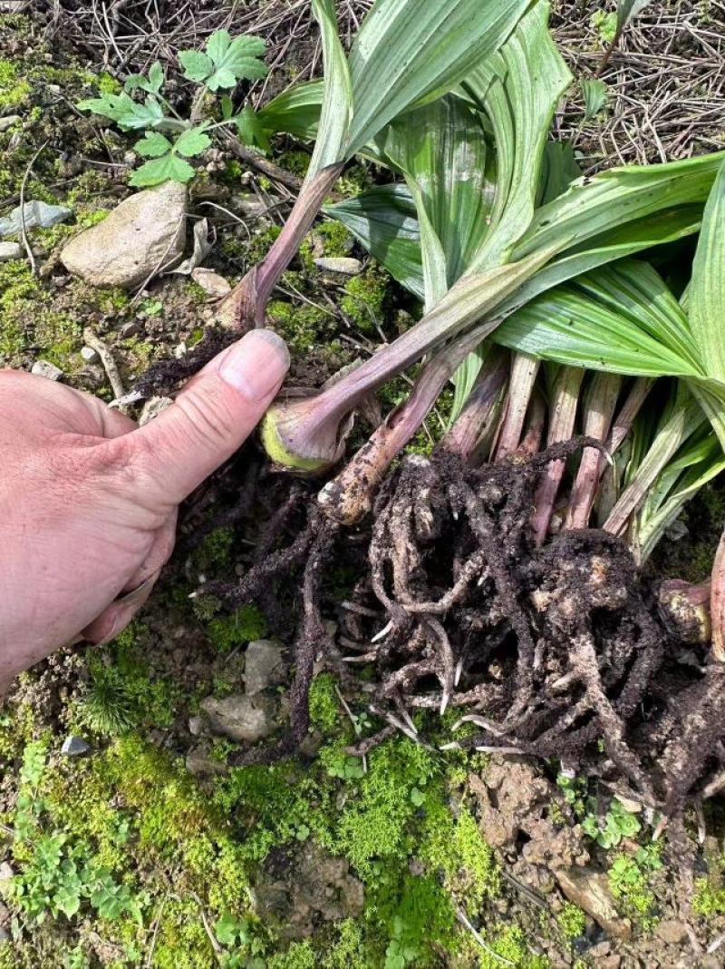 毛慈菇苗大量供应，陕西山阳基地直发，量大从优，现挖现发