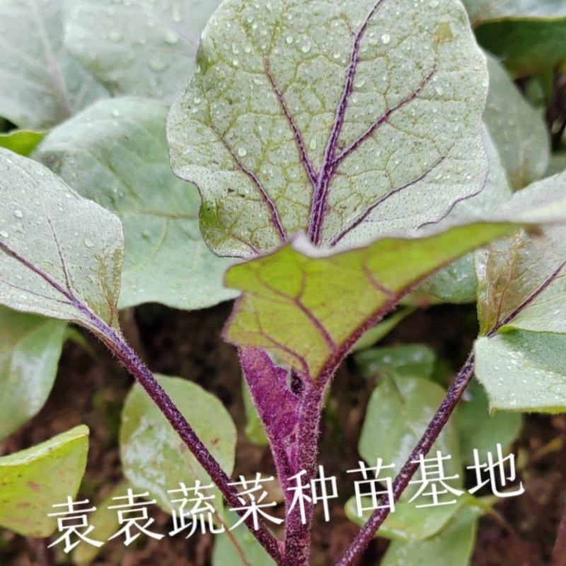茄子苗长墨茄苗，口感好