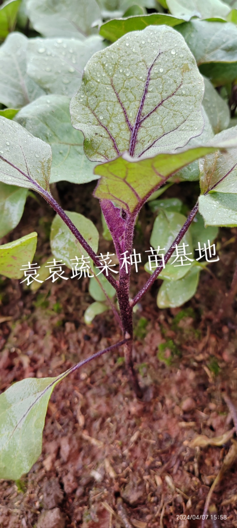 茄子苗长墨茄苗，口感好