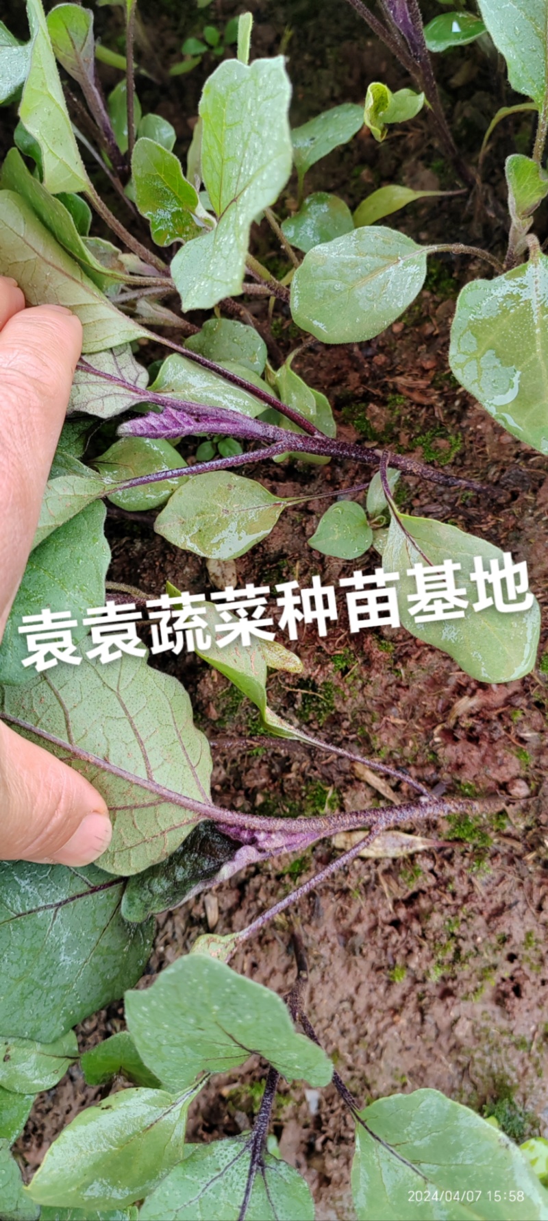 茄子苗长墨茄苗，口感好