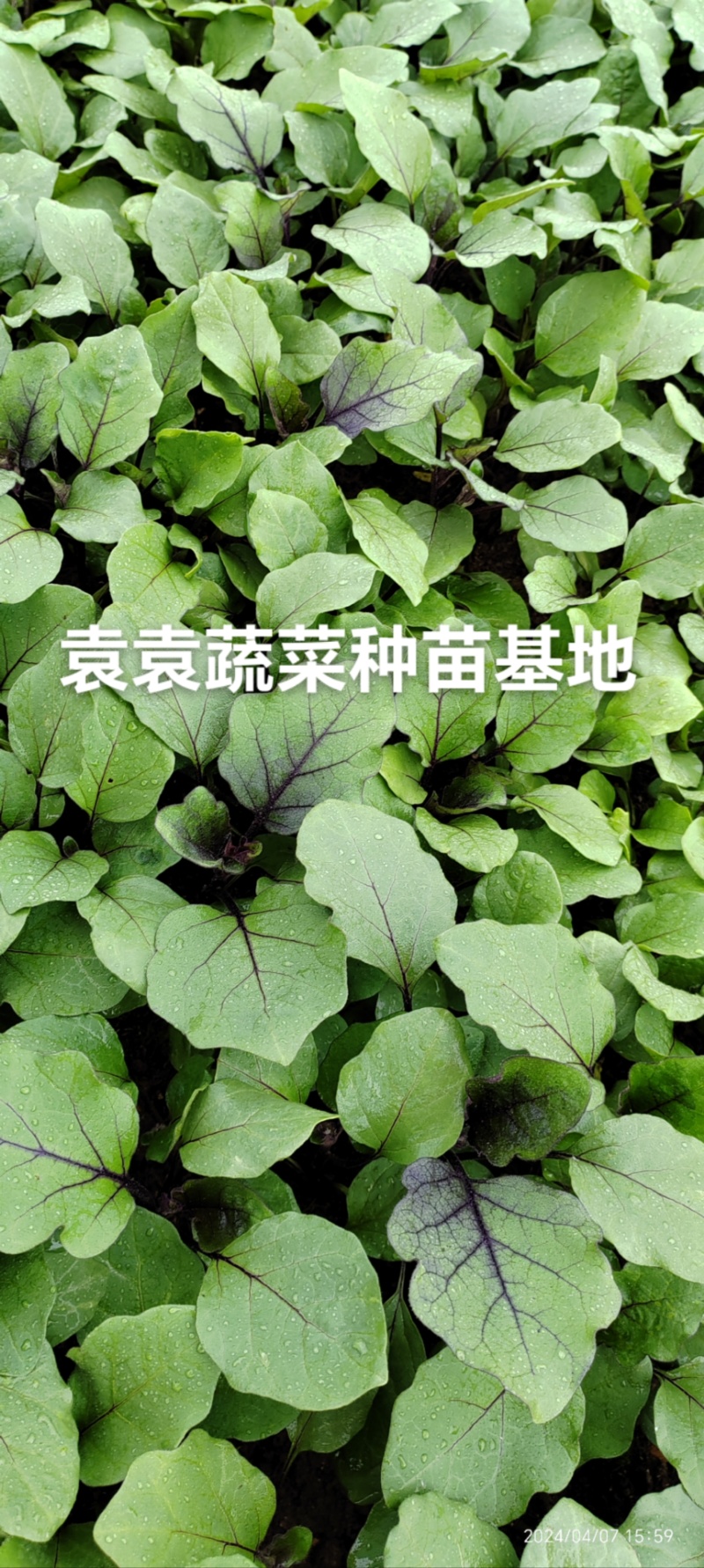 茄子苗长墨茄苗，口感好