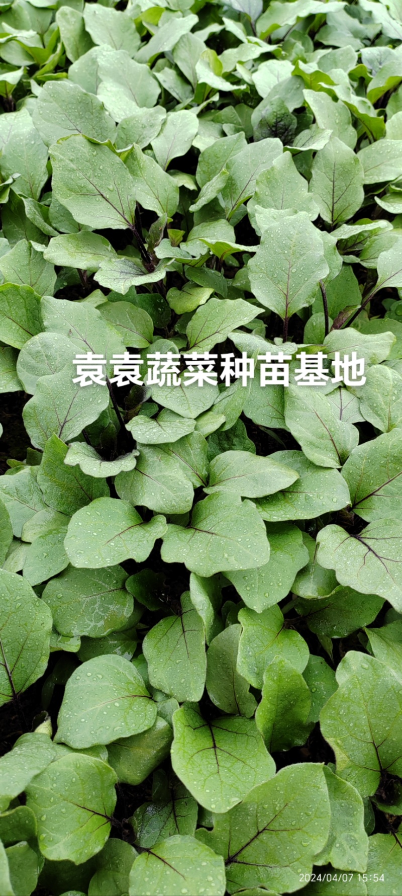茄子苗长墨茄苗，口感好