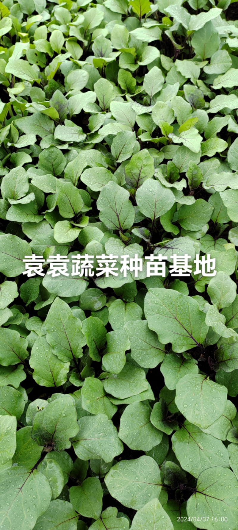 茄子苗长墨茄苗，口感好