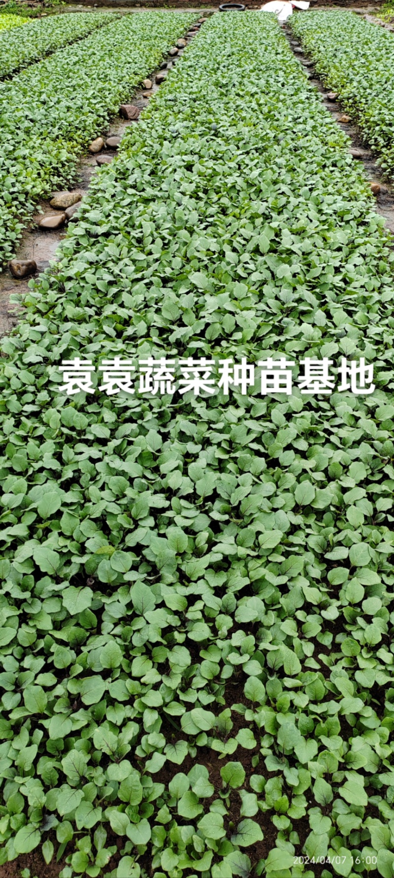 茄子苗长墨茄苗，口感好