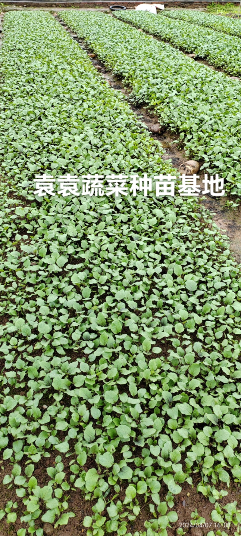 茄子苗长墨茄苗，口感好