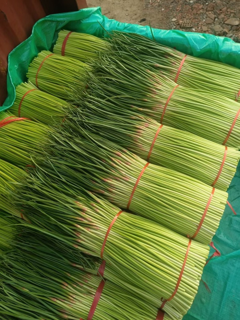 【热卖】河南红帽蒜苔蒜薹产地供应全国代发可视频看货