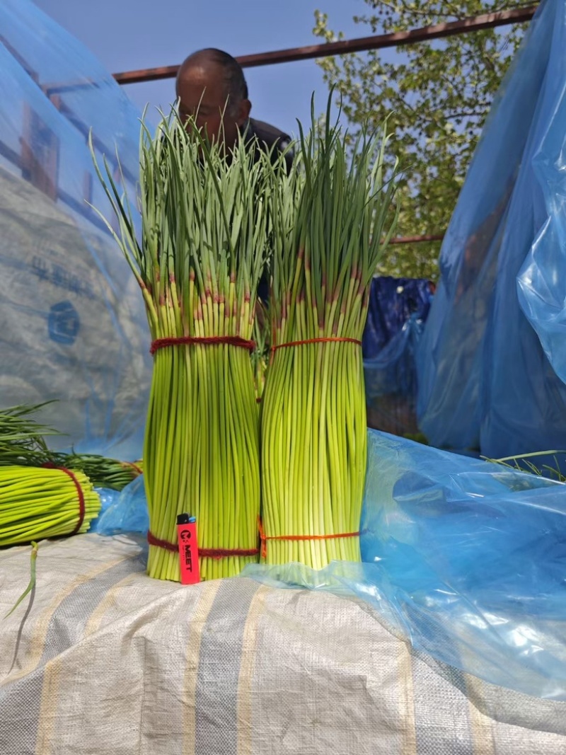 【热卖】河南红帽蒜苔蒜薹产地供应全国代发可视频看货