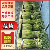「蒜薹」精品蒜苔，大量上市，产地直发，品质保证，欢迎