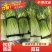 『蒜薹』精品蒜苔大量上市，可捡可挑，品质保证，欢迎联系我