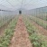 大棚骨架蔬菜大棚养殖大棚大棚陪件厂家直发
