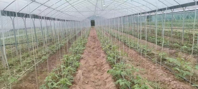 大棚骨架蔬菜大棚养殖大棚大棚陪件厂家直发