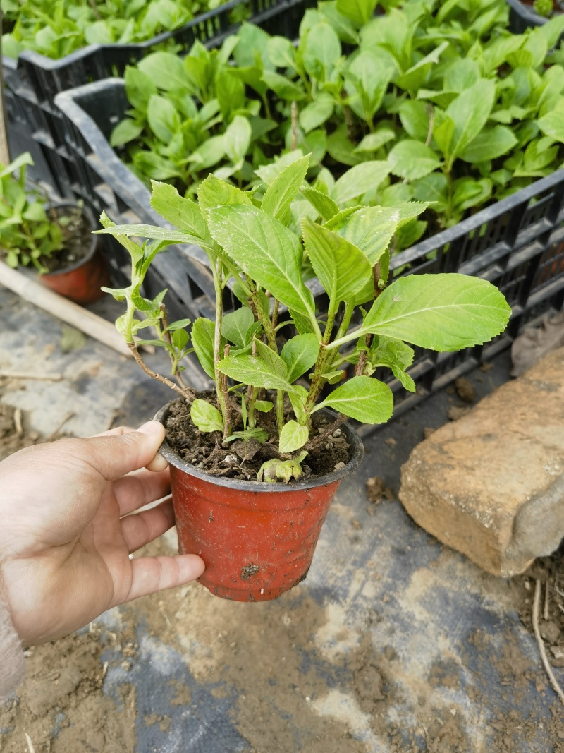 绣球八仙花基地直销