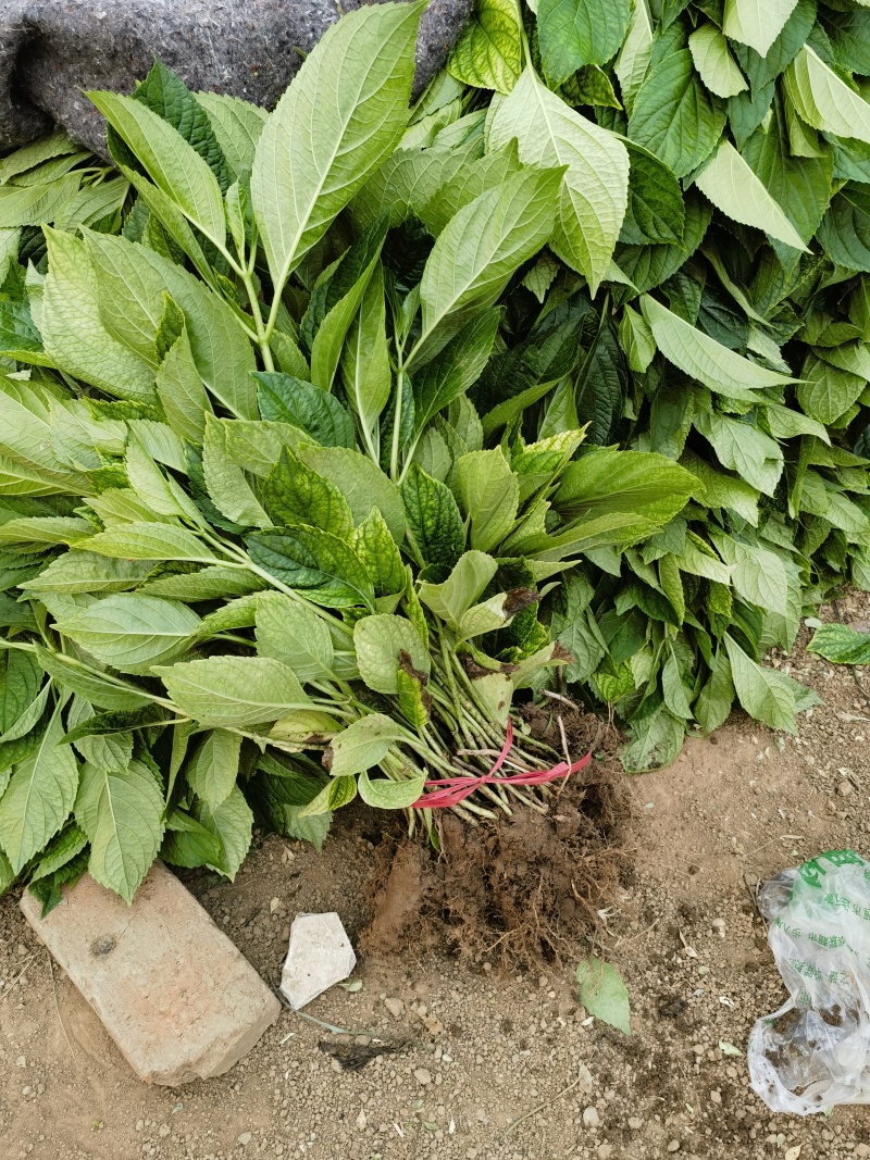 绣球八仙花基地直销