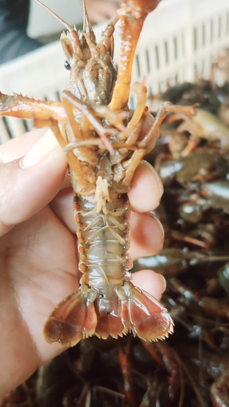 鲜活小龙虾批发潜江洪湖产地直供货源全国包邮死虾包赔