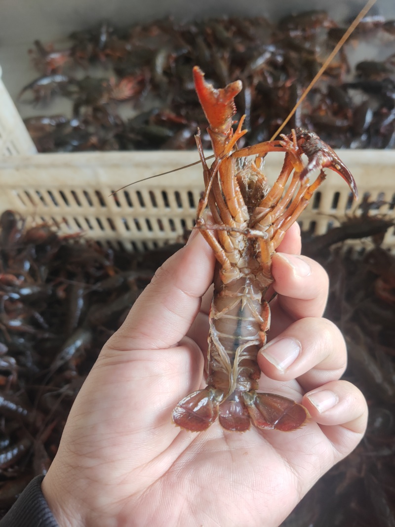 鲜活小龙虾批发潜江洪湖产地直供货源全国包邮死虾包赔