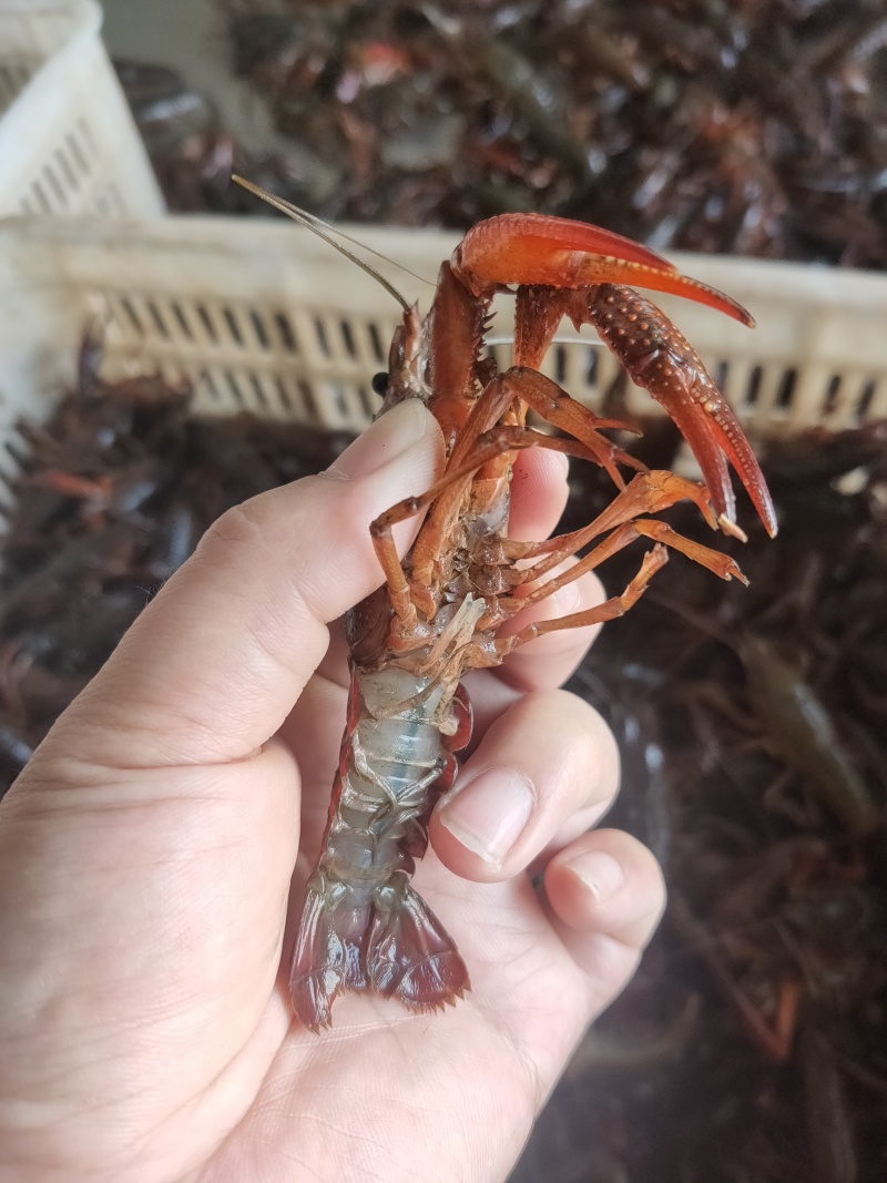 鲜活小龙虾批发潜江洪湖产地直供货源全国包邮死虾包赔