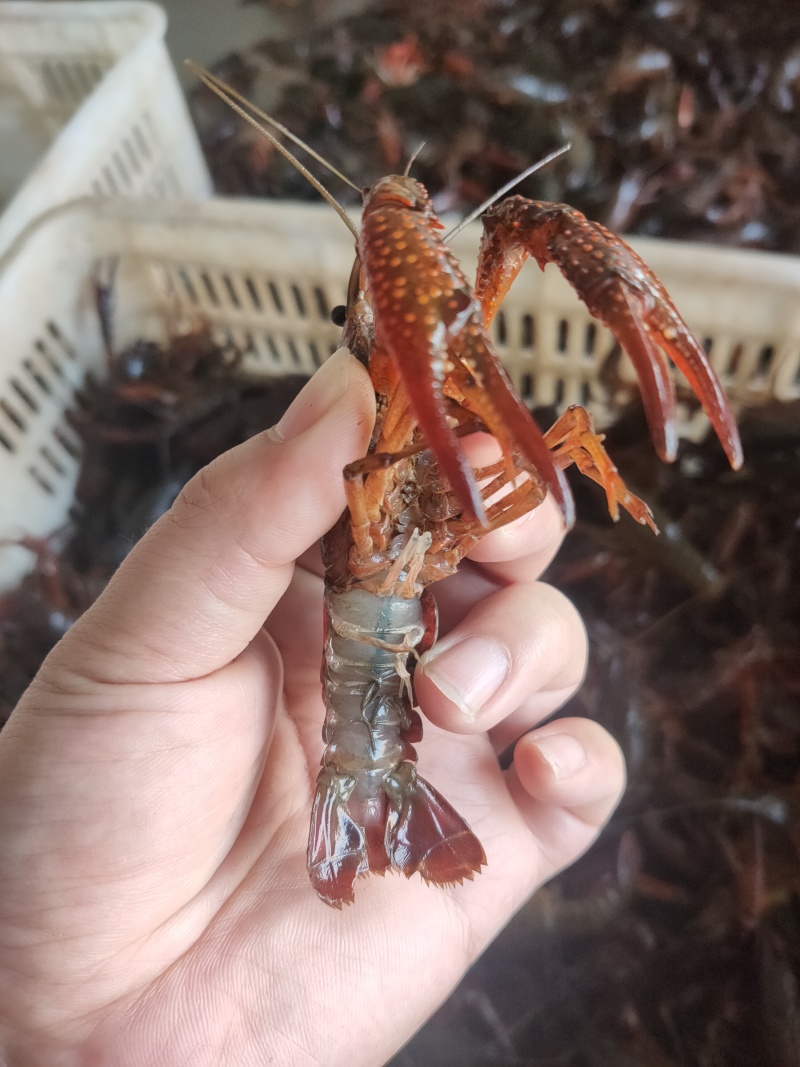鲜活小龙虾批发潜江洪湖产地直供货源全国包邮死虾包赔