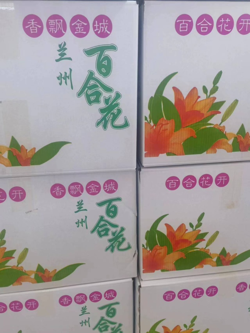 精品兰州百合花，五硫可食用，厂家直发，品质保证