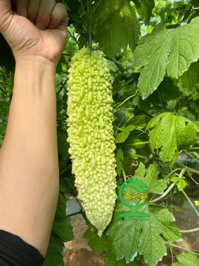 白玫瑰珍珠刺苦瓜早熟果皮白绿色有刺瘤凸出肉质脆嫩