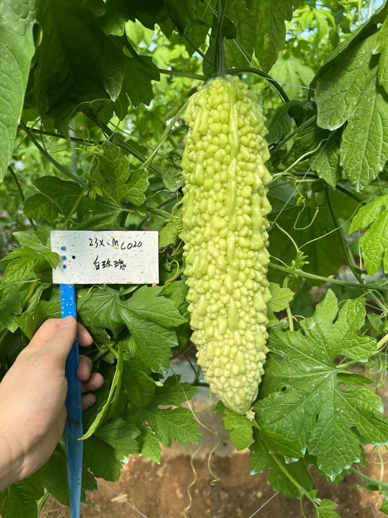 白玫瑰珍珠刺苦瓜早熟果皮白绿色有刺瘤凸出肉质脆嫩