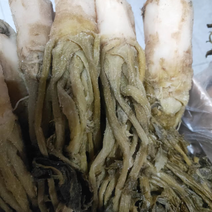 【泡菜】广东英德正宗头菜，打汤焖内即可，货源充足