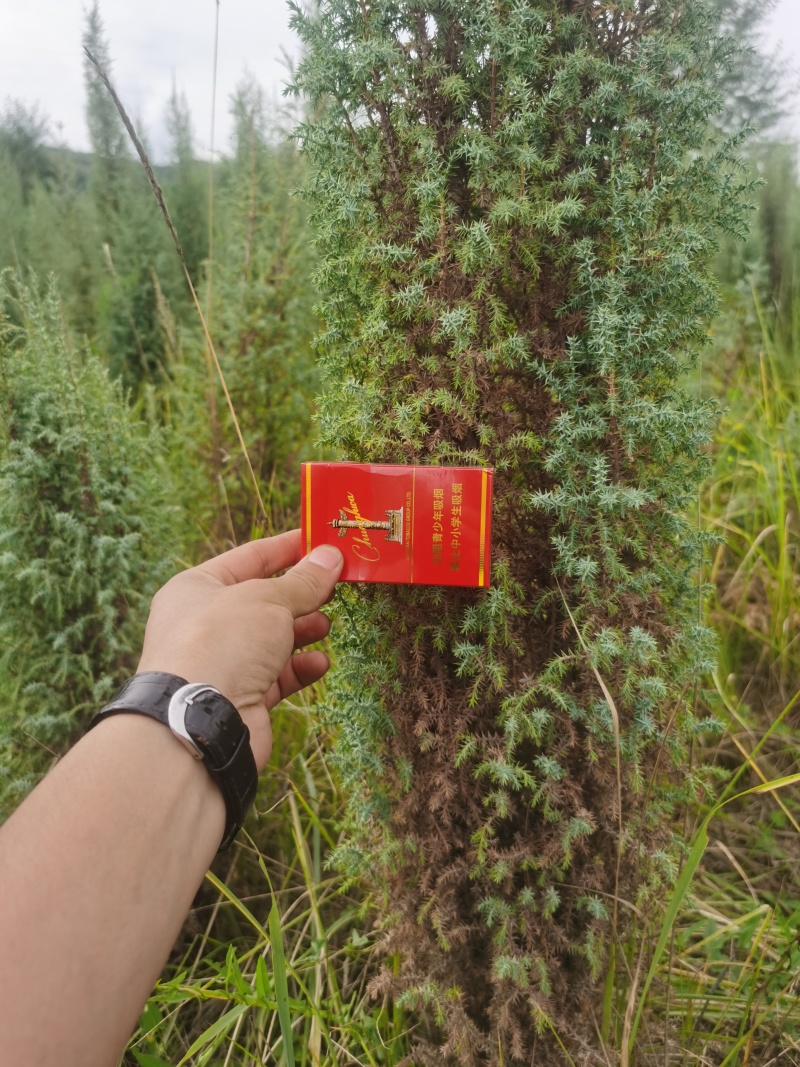祁连圆柏，产地直供，拉萨首选，保质保量，诚信第一