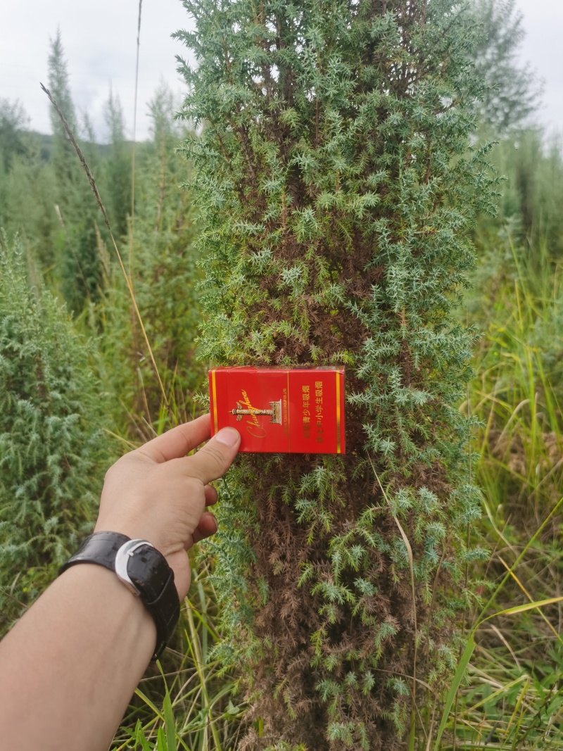 祁连圆柏，产地直供，拉萨首选，保质保量，诚信第一
