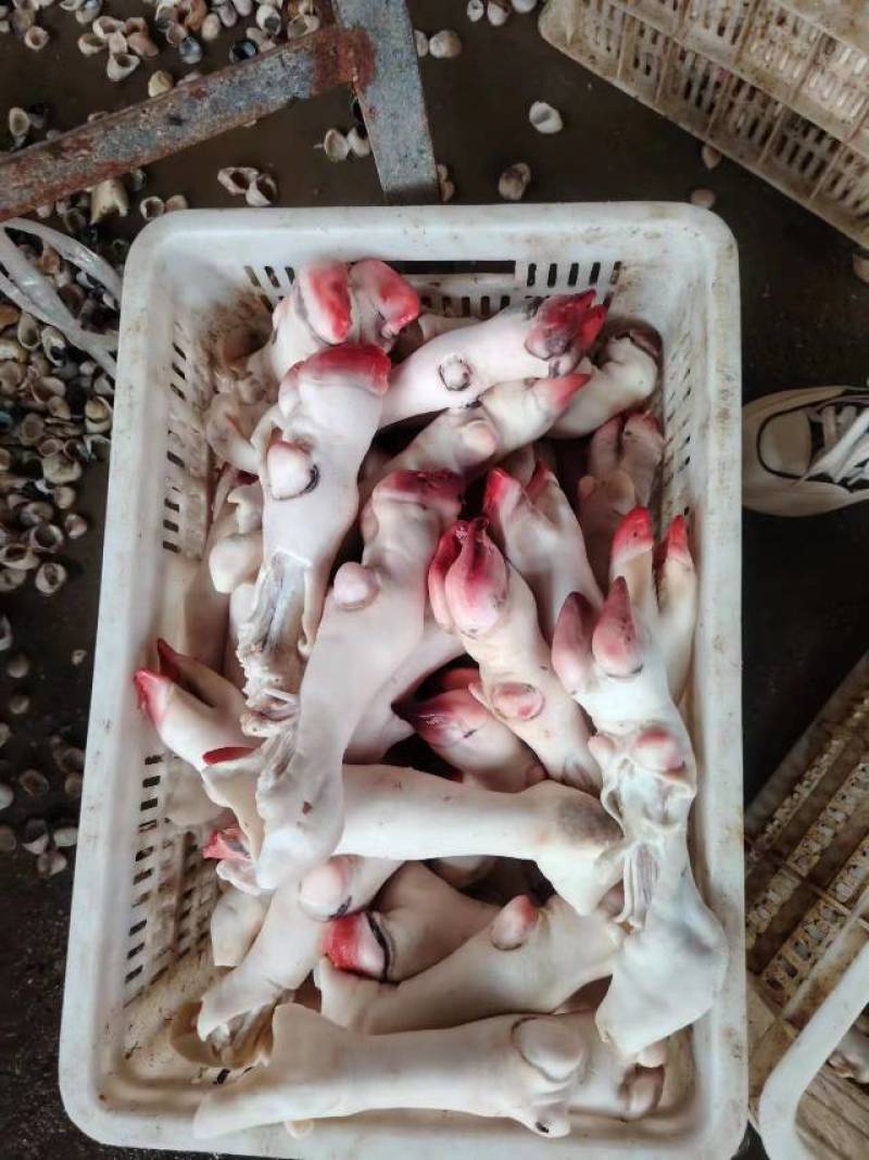 羊蹄