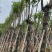 宫粉紫荆12～15公分基地直销规格齐全欢迎来电咨询