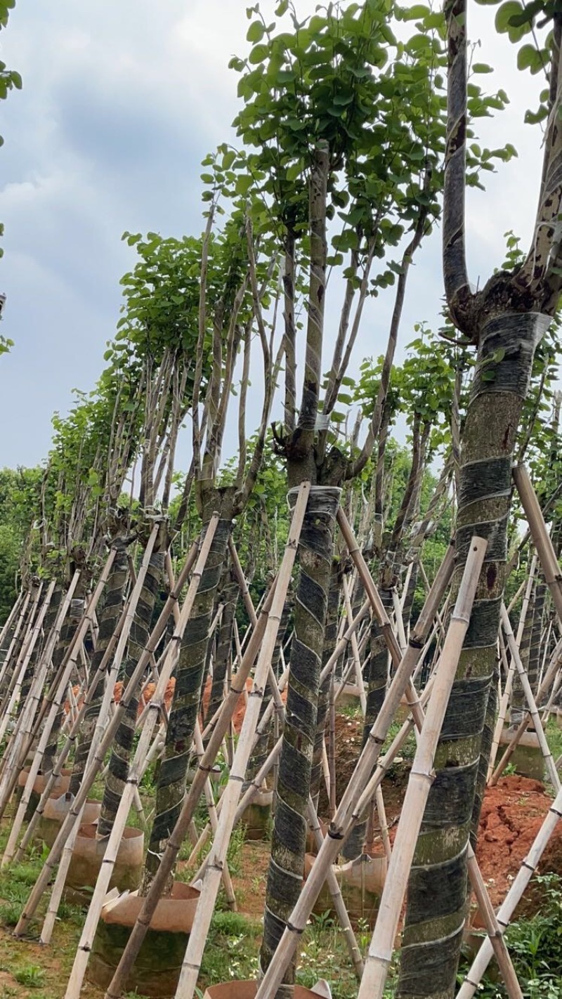 宫粉紫荆12～15公分基地直销规格齐全欢迎来电咨询