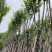 宫粉紫荆12～15公分基地直销规格齐全欢迎来电咨询