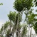 宫粉紫荆12～15公分基地直销规格齐全欢迎来电咨询