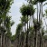 宫粉紫荆12～15公分基地直销规格齐全欢迎来电咨询