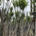 宫粉紫荆12～15公分基地直销规格齐全欢迎来电咨询