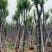 宫粉紫荆12～15公分基地直销规格齐全欢迎来电咨询