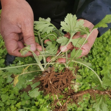 艾苗艾草种植艾草根种植艾灸条雷火灸艾绒生产加工