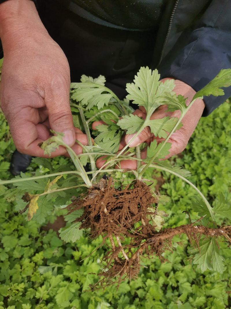 艾苗艾草种植艾草根种植艾灸条雷火灸艾绒生产加工