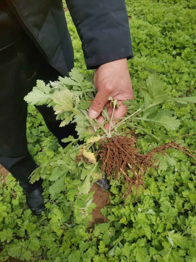 艾苗艾草种植艾草根种植艾灸条雷火灸艾绒生产加工