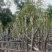 多花/少花黄花风铃木2～15公分基地直销欢迎来电咨询