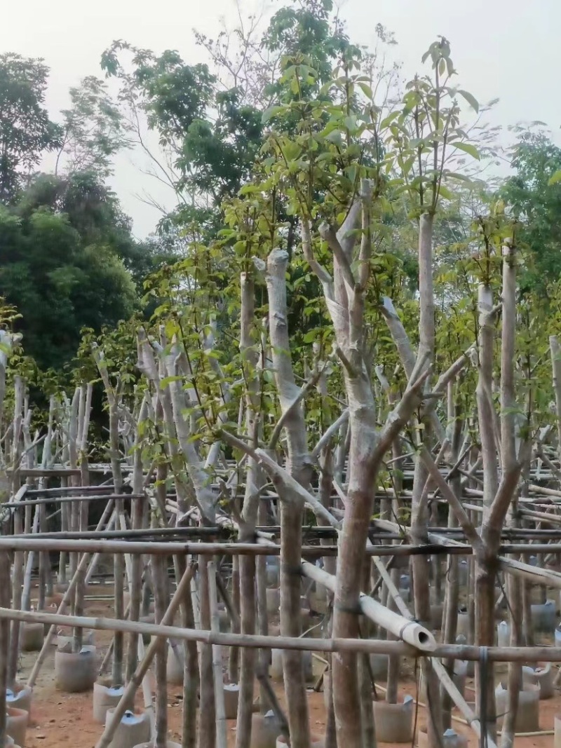 多花/少花黄花风铃木2～15公分基地直销欢迎来电咨询