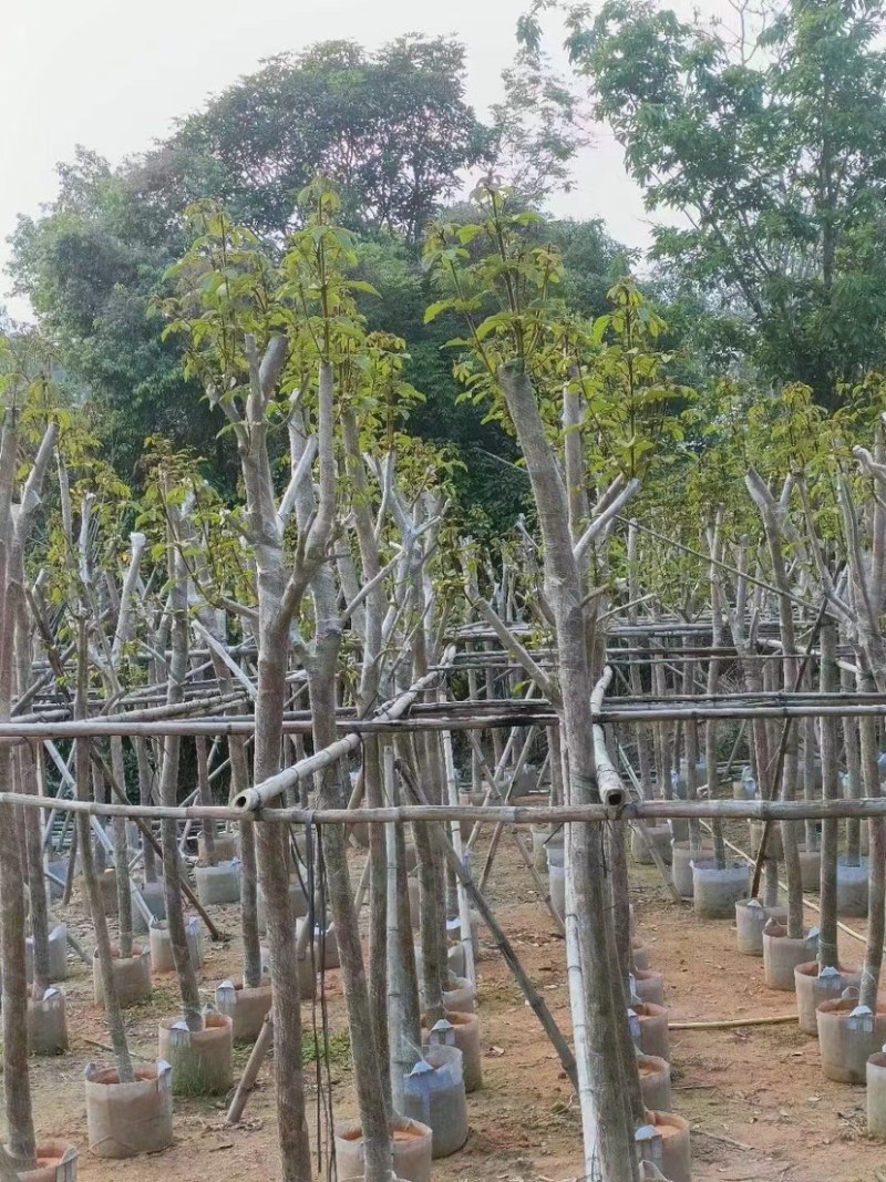 多花/少花黄花风铃木2～15公分基地直销欢迎来电咨询