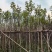 多花/少花黄花风铃木2～15公分基地直销欢迎来电咨询