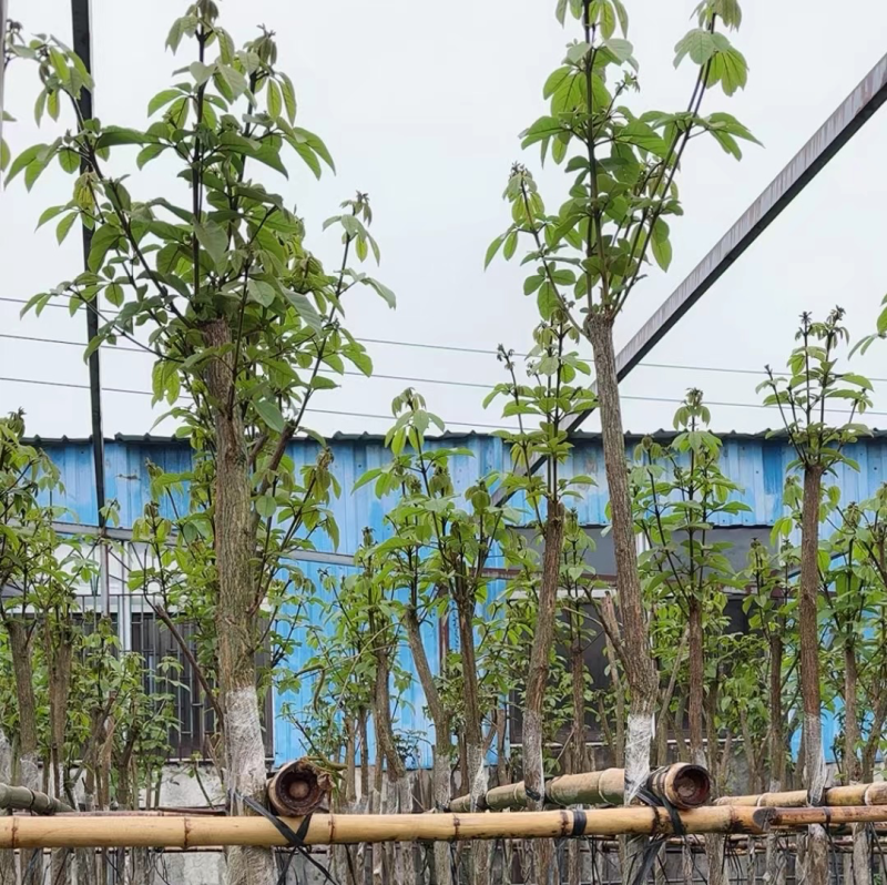 黄花风铃木3～8公分基地直销规格齐全欢迎来电咨询合作