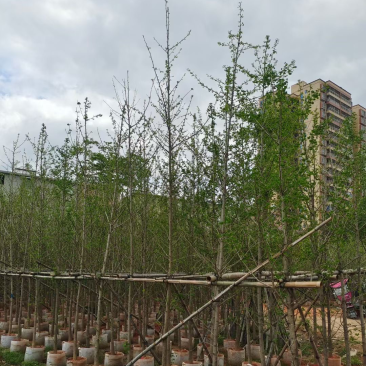 银杏树5～6公分基地直销规格齐全欢迎来电咨询合作