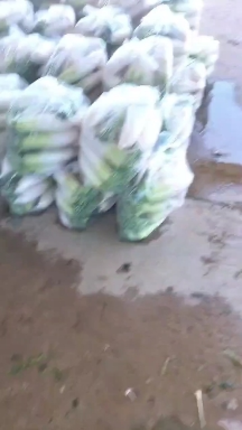 精品萝卜大棚萝卜大量上市中，有想法的朋友随时来电咨询或洽谈