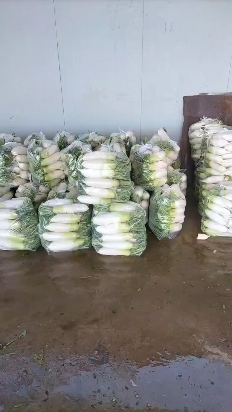 精品萝卜大棚萝卜大量上市中，有想法的朋友随时来电咨询或洽谈