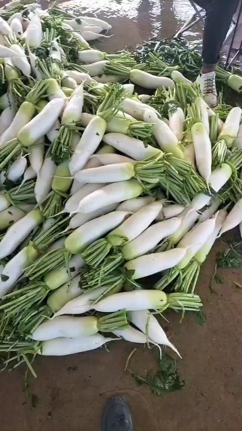 精品萝卜大棚萝卜大量上市中，有想法的朋友随时来电咨询或洽谈