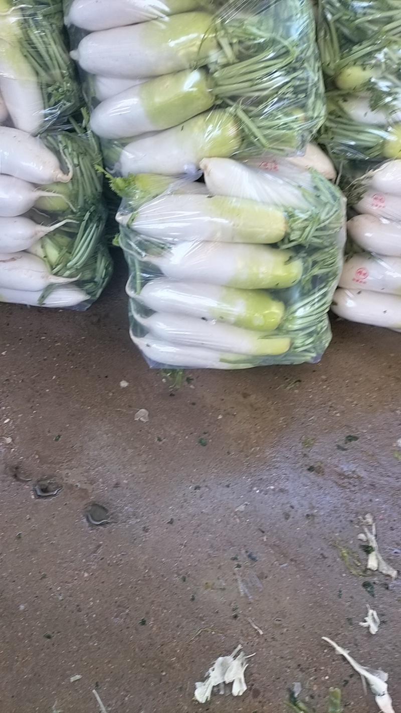 精品萝卜大棚萝卜大量上市中，有想法的朋友随时来电咨询或洽谈
